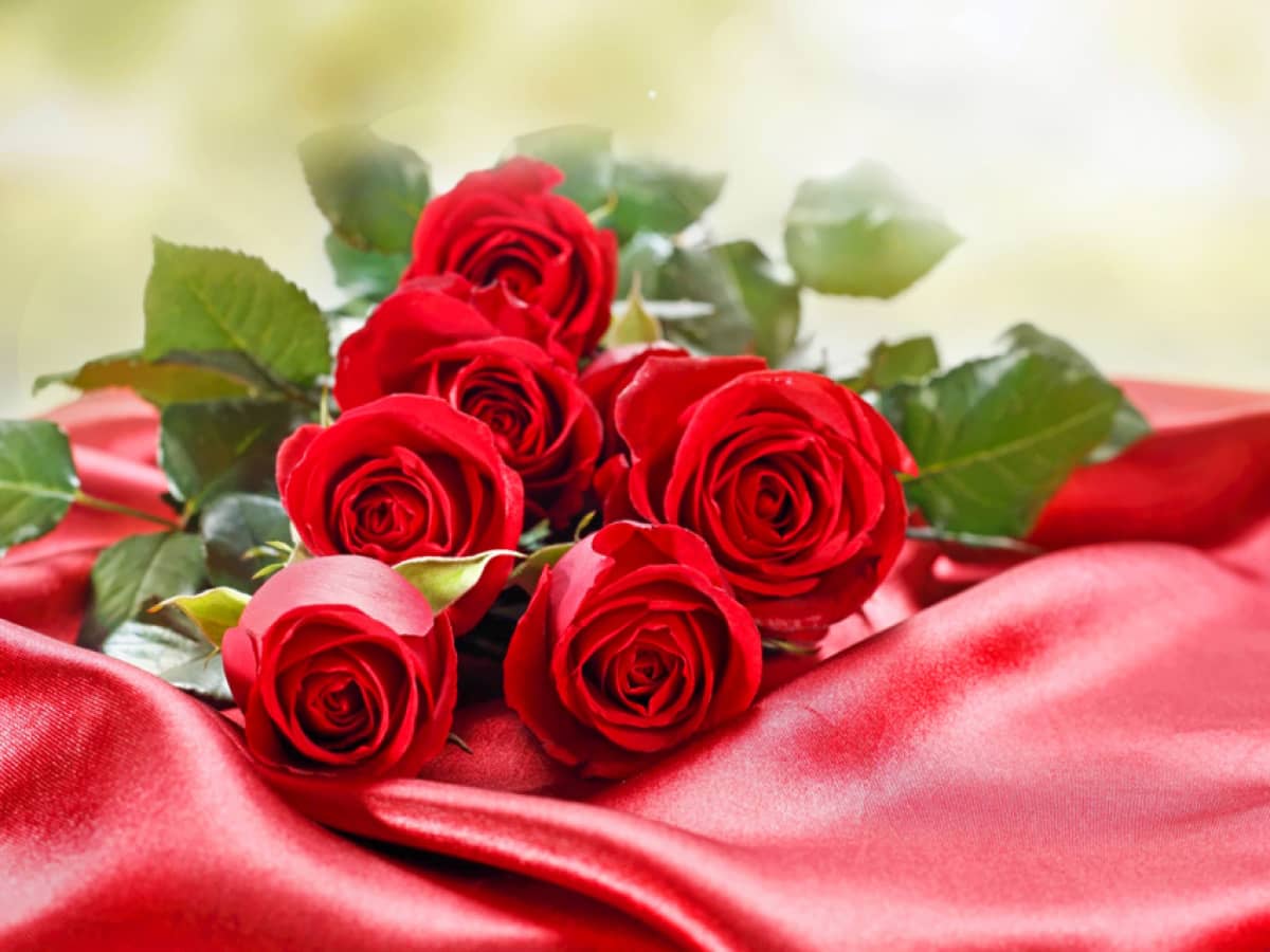 Tình yêu và Hoa hồng